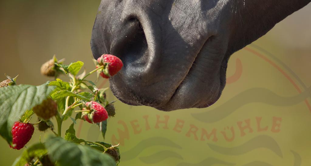 Saarlandtraum Weihermuehle Schmelz エクステリア 写真